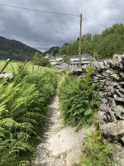 Path through Bracken