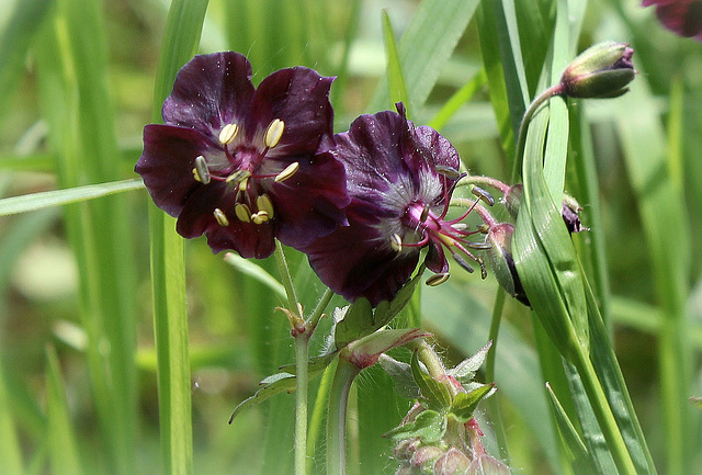 Geranium phaeum