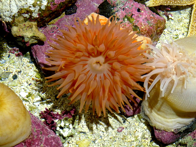 Sea Anemone in 'Polaria'