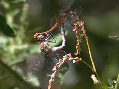 Common Darter wheel (Sympetrum striolatum) DSB 1791