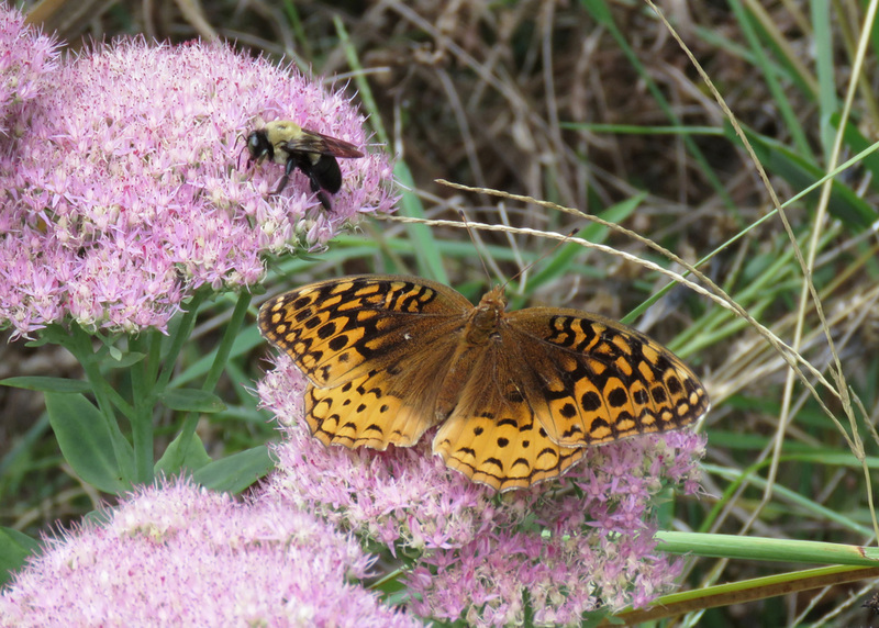 Great Spangled Fritillary