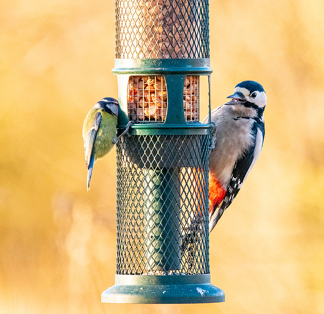 Greater spotted woodpecker