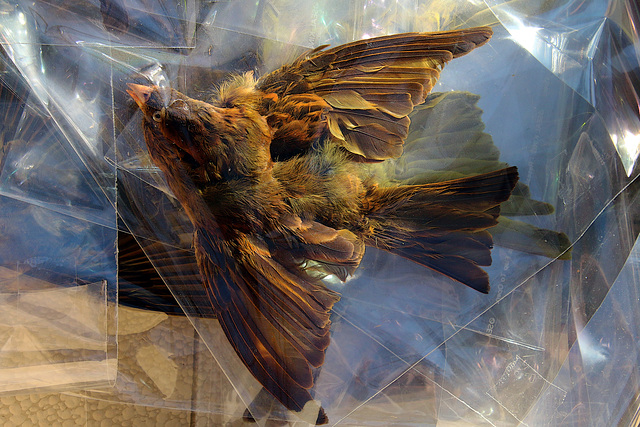 J'ai photographié des oiseaux sous cellophane , aux puces de  Vanves