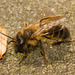 BeeIMG 4046