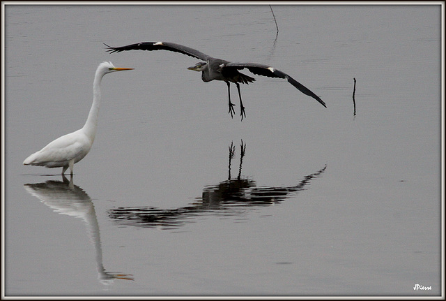 Le blanc et le gris