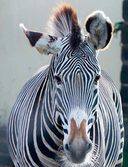 Zebra portrait