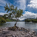 The lone tree, Lake Padarn9