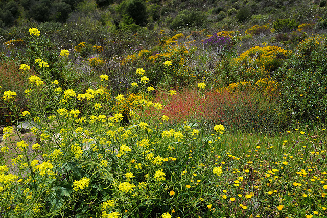 Sinapis alba, Brassicaceae, Penedos, Alentejo