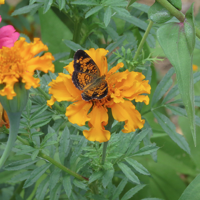 Pearl crescent butterfly