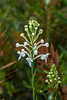 Platanthera conspicua (Southern White Fringed orchid)