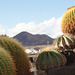 Cactus Garden Lanzarote
