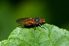 Rhyngia spec. - 2011-07-11-_DSC0733