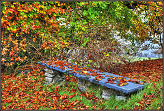 Garden bench beneath the Beech in Autumn