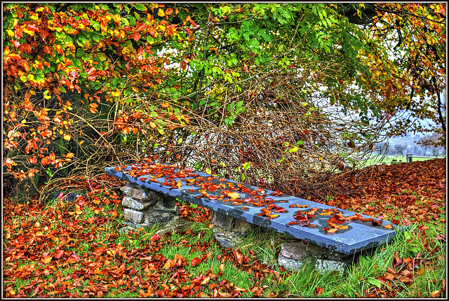 Garden bench beneath the Beech in Autumn