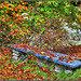Garden bench beneath the Beech in Autumn