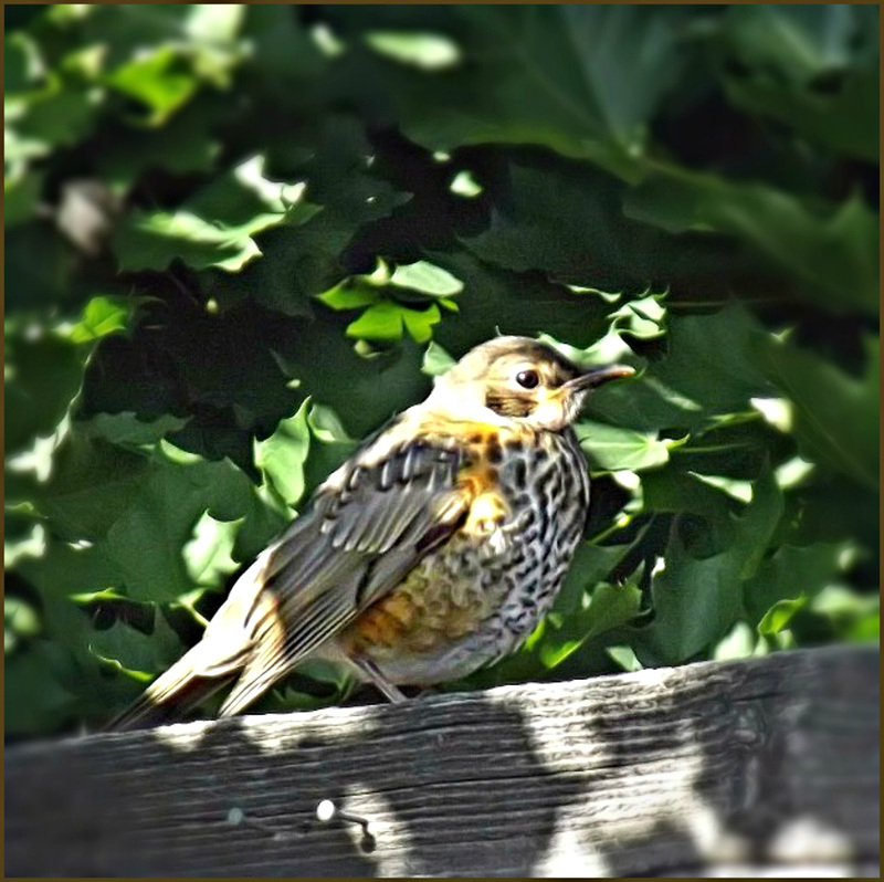 Juvenile robin