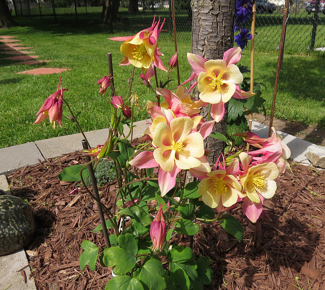 Columbine