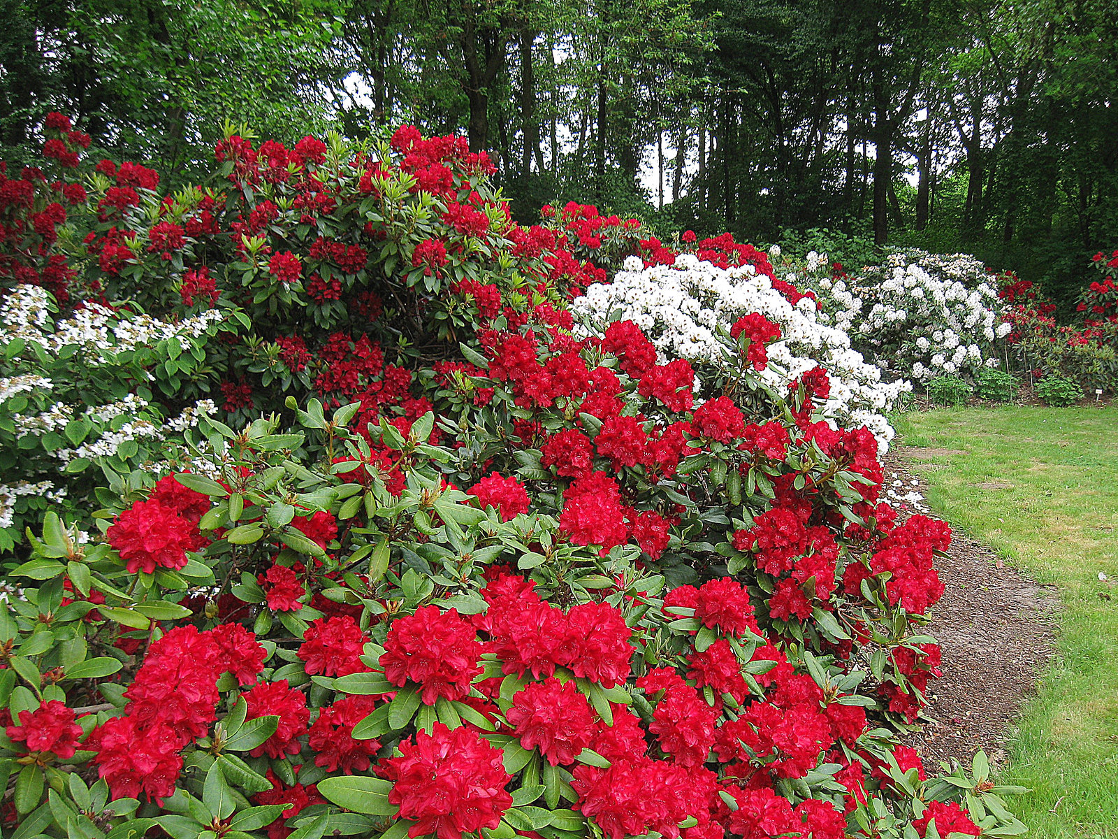 Rhodo Rot-Weiss II