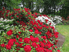 Rhodo Rot-Weiss II