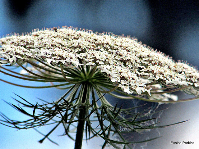 Wild Carrot