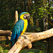 Parrot IMG_2478