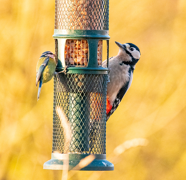 Greater spotted woodpecker