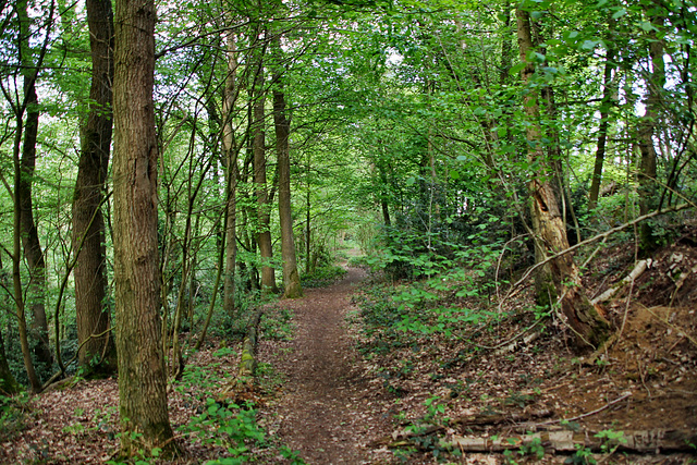 Waldweg an der Barbecke (Hattingen-Niederwenigern) / 28.04.2019