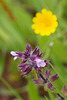 Stachys arvensis, Lamiales