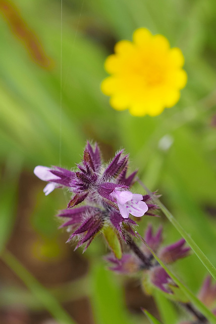 Stachys arvensis, Lamiales