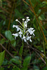 Platanthera conspicua (Southern White Fringed orchid)