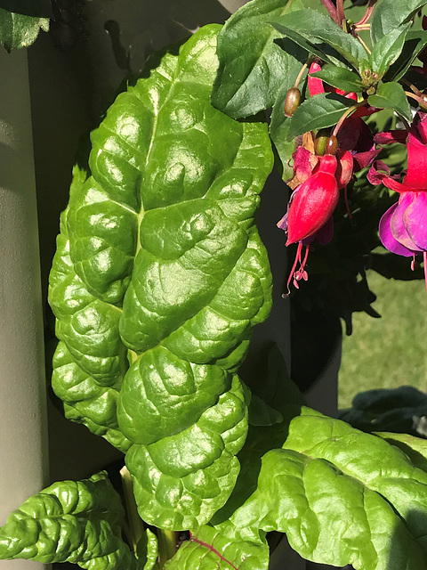 Swiss chard, fucsia