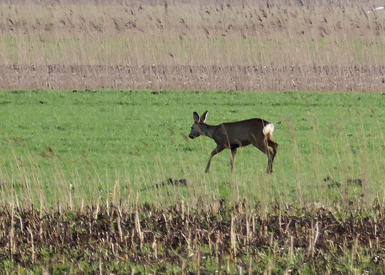 Rehwild
