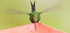 EF7A1460 Hummingbird
