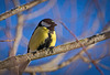 Die Kohlmeise (Parus major) genießt auch das feine Wetter :)) The Great Tit (Parus major) also enjoys the fine weather :)) La Mésange charbonnière (Parus major) profite aussi du beau temps :))