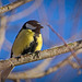 Die Kohlmeise (Parus major) genießt auch das feine Wetter :)) The Great Tit (Parus major) also enjoys the fine weather :)) La Mésange charbonnière (Parus major) profite aussi du beau temps :))