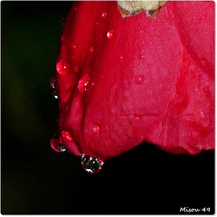 MON JARDIN