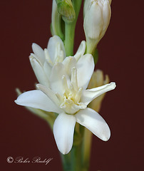 tubarózsa (Polianthes tuberosa)