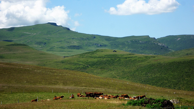 Vaches Salers en estive au Plomb du Cantal