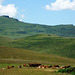 Vaches Salers en estive au Plomb du Cantal