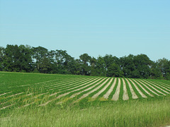 Ribbons of Green!   Rural Georgia   USA