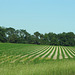 Ribbons of Green!   Rural Georgia   USA