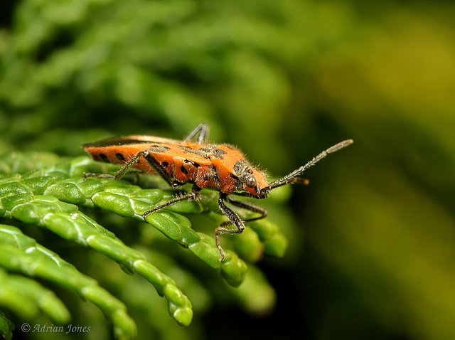 Corizus hyoscyami