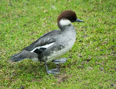 Zoo duck