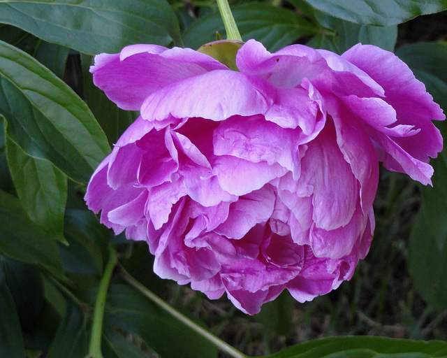 Peony