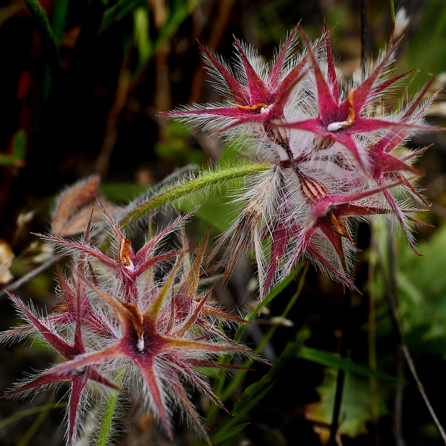 Trifolium stellatum