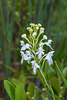 Platanthera conspicua (Southern White Fringed orchid)