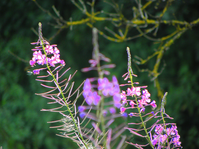 Chamaenerion augustifolium