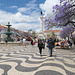 Jacarandablüten am Rossio Lisboa