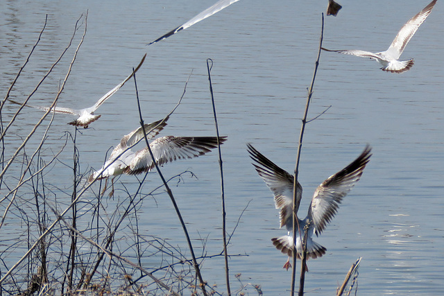 Flock of Young Ring-billed Gulls