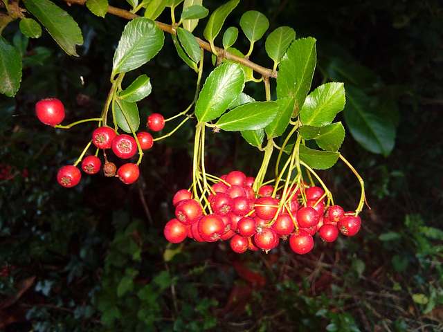 Au Jardin